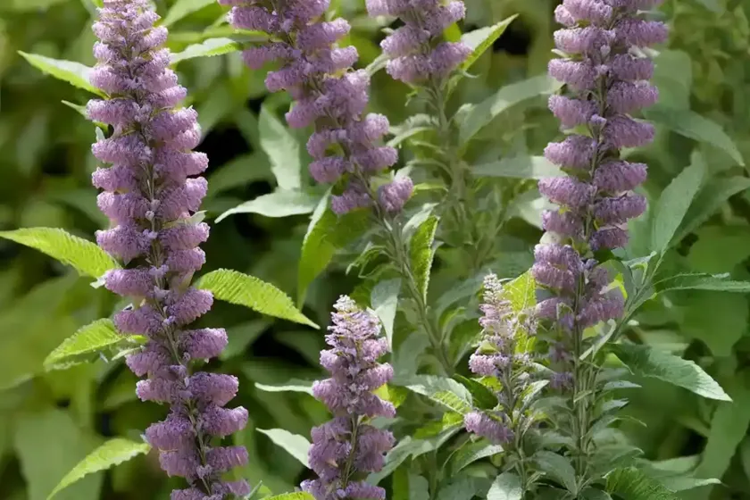 Butterfly bush (buddleja davidii ‘white ball’) — photo 3