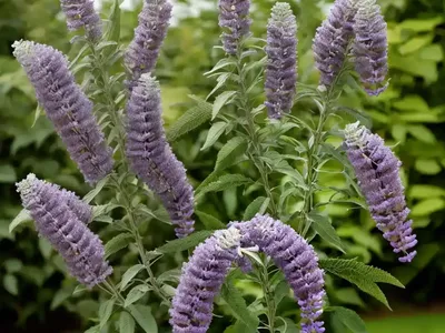 Butterfly Bush (Buddleja Davidii ‘White Ball’)