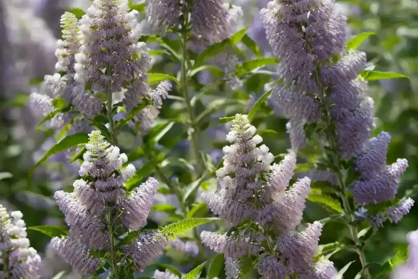 Butterfly bush (buddleja davidii ‘white profusion’) — photo 2