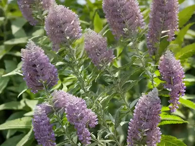 Butterfly Bush (Buddleja Davidii ‘White Profusion’)
