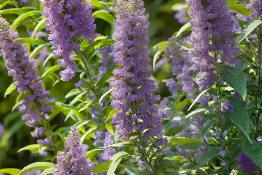 Butterfly bush (buddleja ‘lochinch’) — photo 2