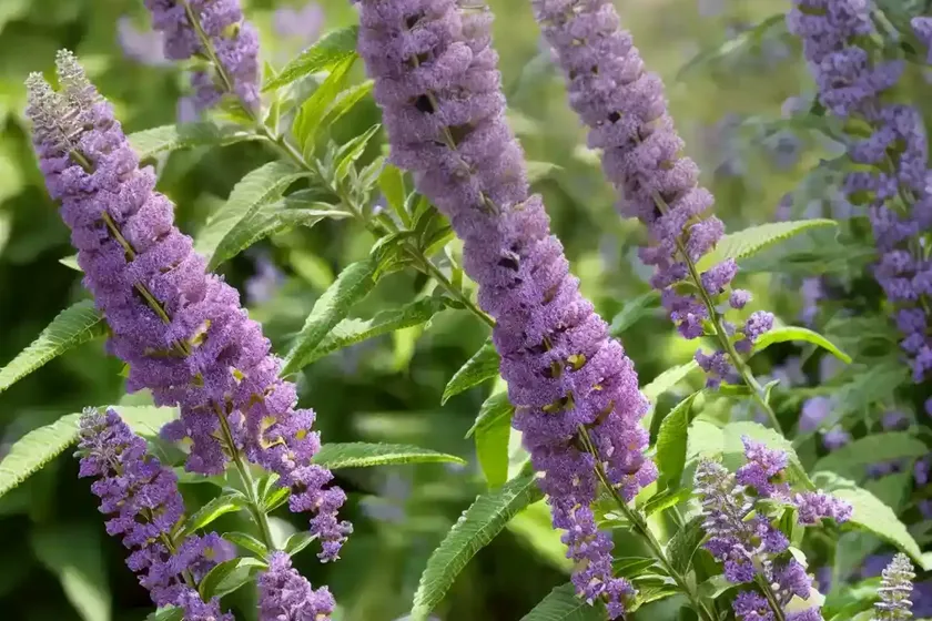 Butterfly bush (buddleja ‘lochinch’) — photo 3
