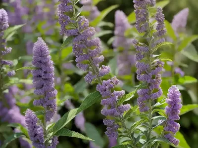 Butterfly Bush (Buddleja ‘Lochinch’)