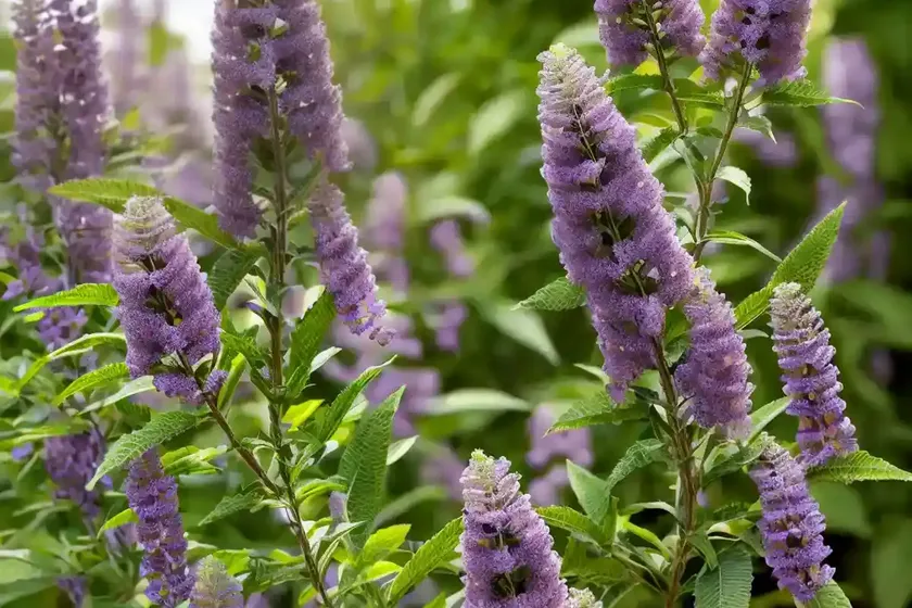Butterfly bush (buddleja ‘miss molly’) — photo 2