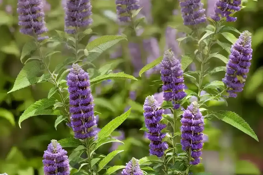Butterfly bush (buddleja ‘miss molly’) — photo 3