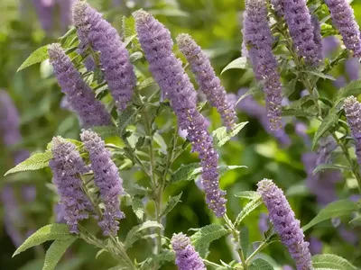 Butterfly Bush (Buddleja ‘Miss Molly’)