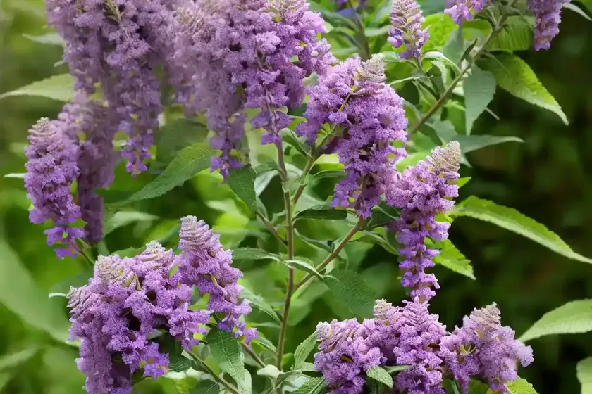 Butterfly bush (buddleja ‘miss ruby’) — photo 2