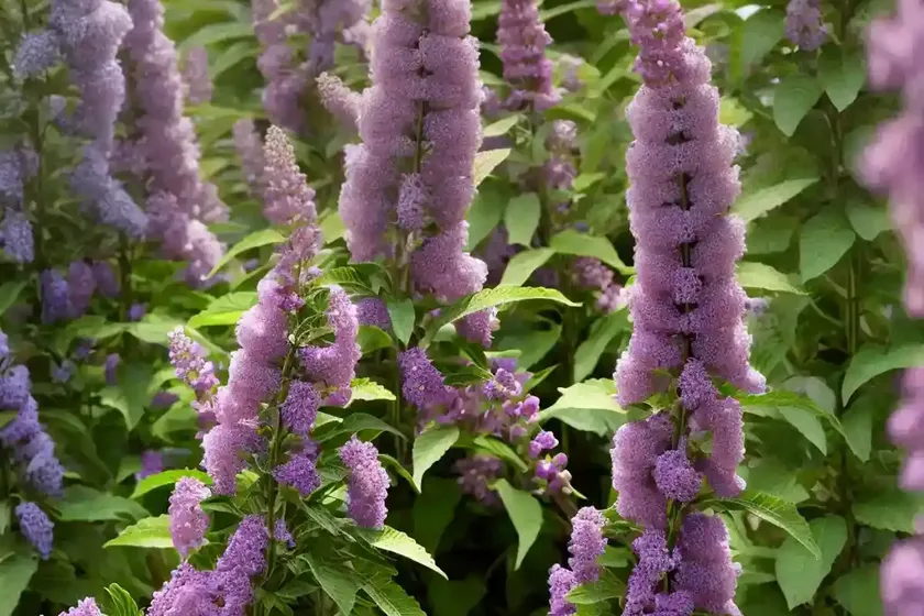 Butterfly bush (buddleja ‘miss ruby’) — photo 3