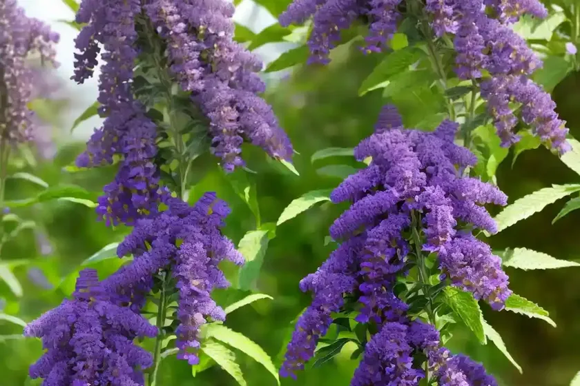 Butterfly bush (buddleja ‘miss violet’) — photo 2