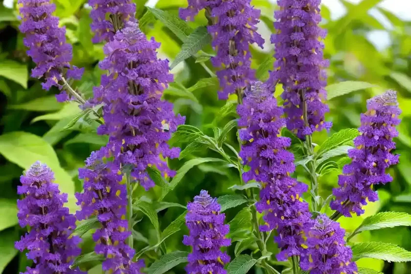 Butterfly bush (buddleja ‘miss violet’) — photo 3