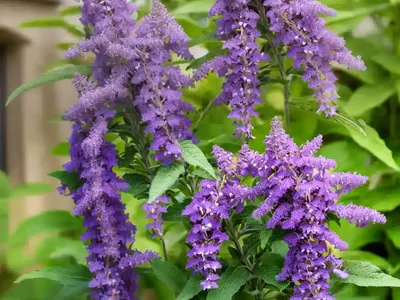 Butterfly Bush (Buddleja ‘Miss Violet’)