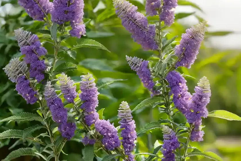 Butterfly bush (buddleja nivea) — photo 2