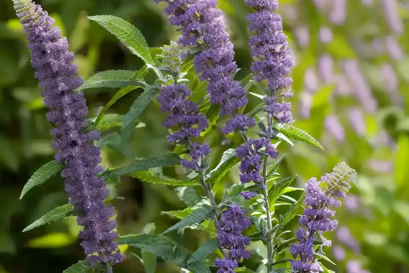 Butterfly bush (buddleja nivea) — photo 3