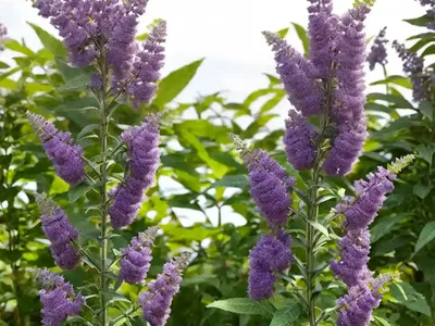 Butterfly Bush (Buddleja Nivea)