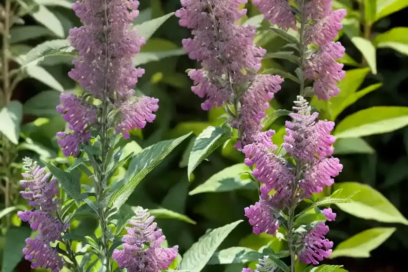 Butterfly bush (buddleja ‘pink micro chip’) — photo 2