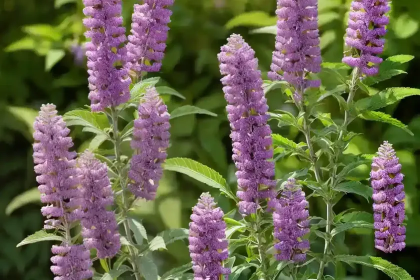 Butterfly bush (buddleja ‘pink micro chip’) — photo 3