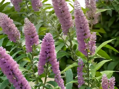 Butterfly Bush (Buddleja ‘Pink Micro Chip’)