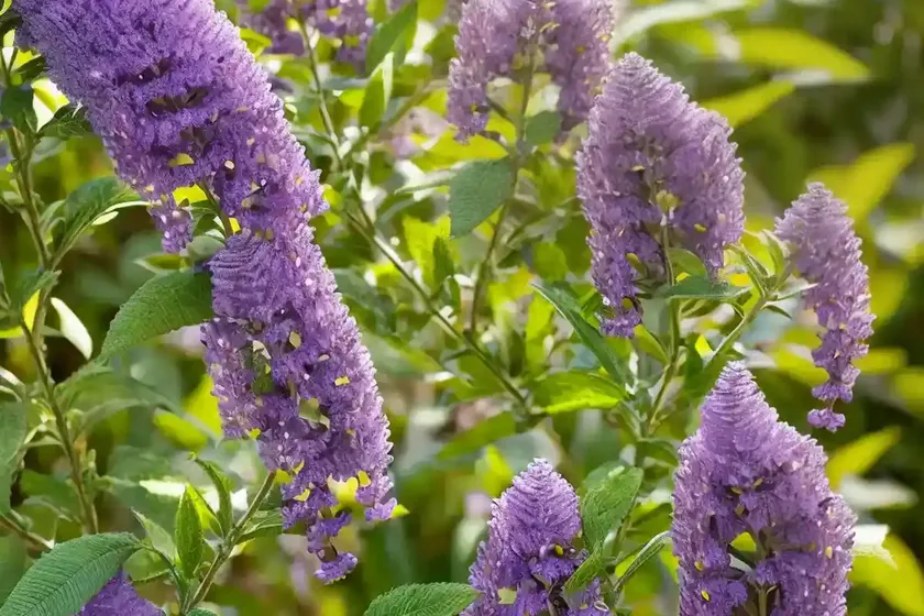Butterfly bush (buddleja ‘smnbdl’ pugster amethyst) — photo 2