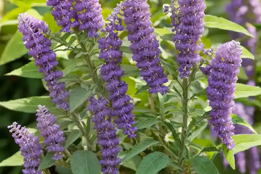 Butterfly bush (buddleja ‘smnbdl’ pugster amethyst) — photo 3