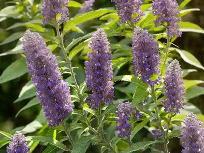 Butterfly Bush (Buddleja ‘SMNBDL’ PUGSTER AMETHYST)
