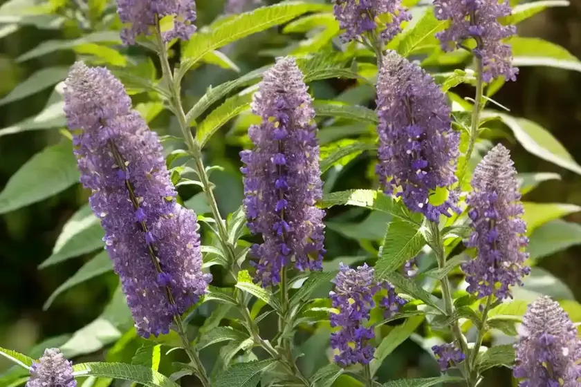 Butterfly bush (buddleja ‘smnbdl’ pugster amethyst)