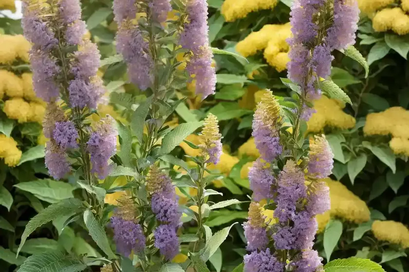 Butterfly bush (buddleja x weyeriana ‘golden glow’) — photo 3
