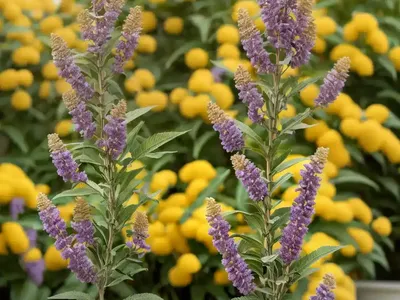 Butterfly Bush (Buddleja X Weyeriana ‘Golden Glow’)