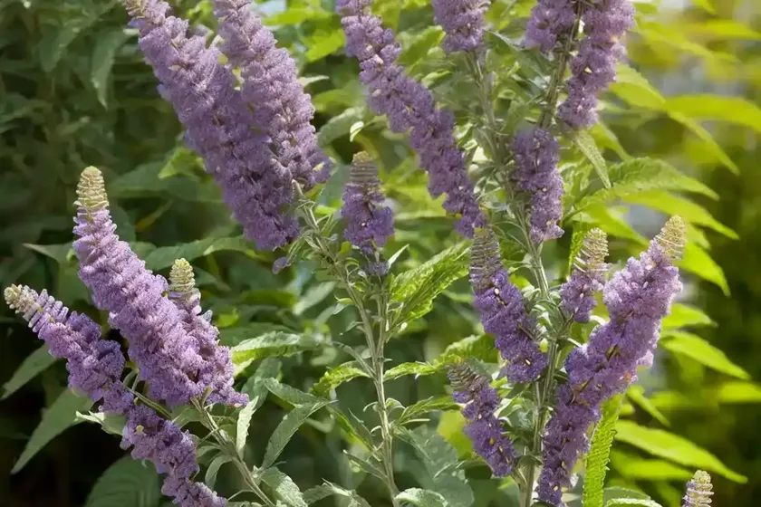 Butterfly bush (buddleja x weyeriana ‘honeycomb’) — photo 2