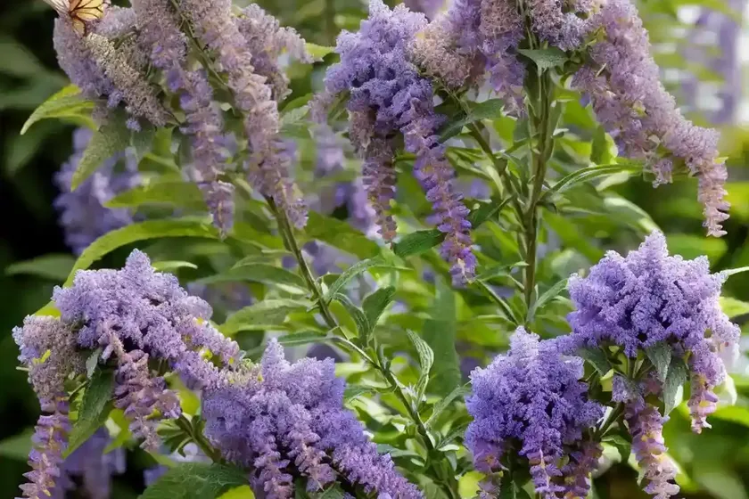 Butterfly bush (buddleja x weyeriana ‘honeycomb’) — photo 3