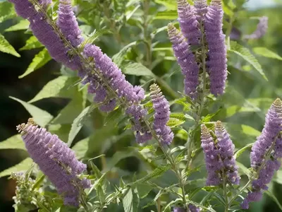 Butterfly Bush (Buddleja X Weyeriana ‘Honeycomb’)