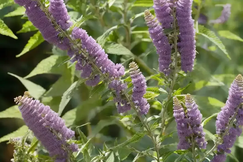 Butterfly bush (buddleja x weyeriana ‘honeycomb’)
