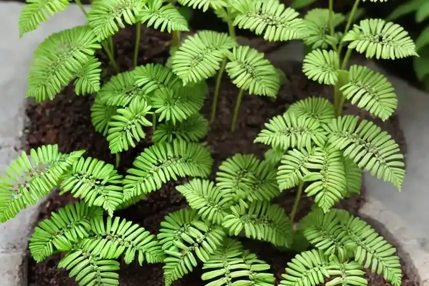 Button fern (pellaea rotundifolia) — photo 3
