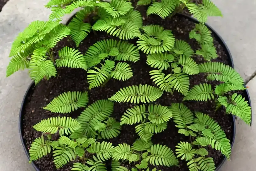 Button fern (pellaea rotundifolia) — photo 3