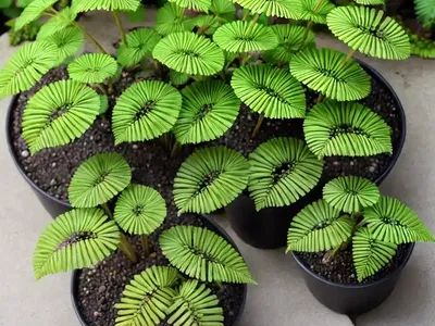 Button Fern (Pellaea Rotundifolia)