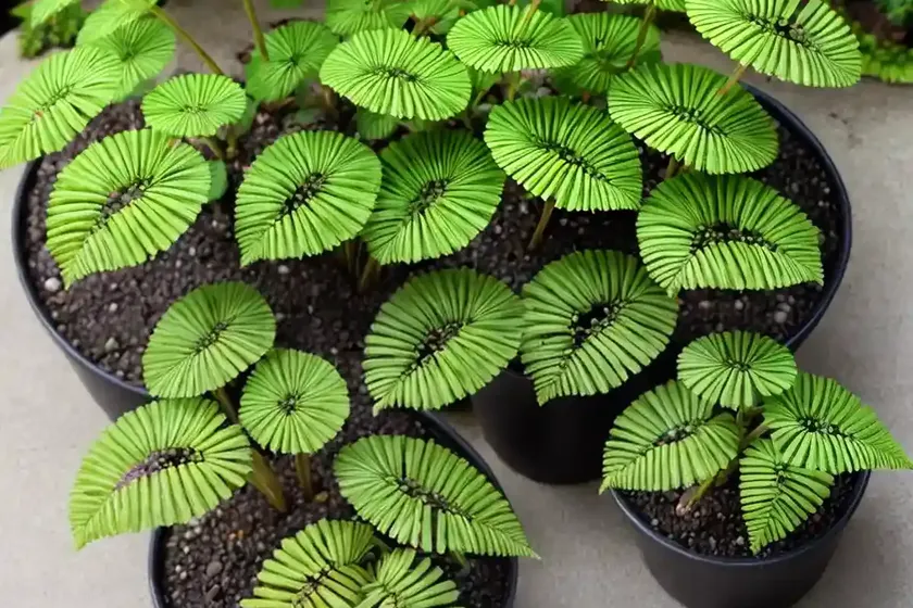 Button fern (pellaea rotundifolia)