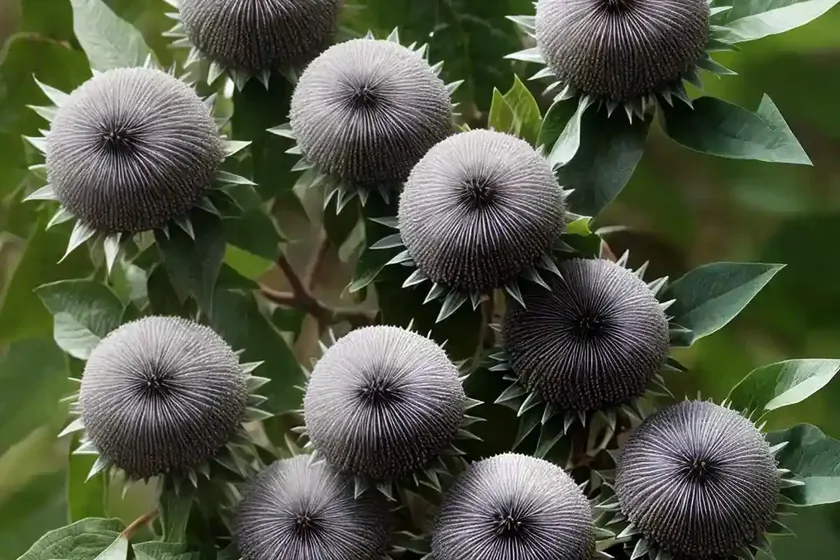 Buttonbush (cephalanthus occidentalis ‘smcoss’ sugar shack) — photo 3