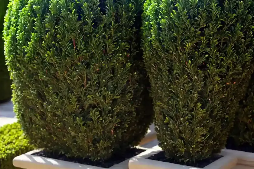 Buxus ‘green velvet’ (boxwood) — photo 2