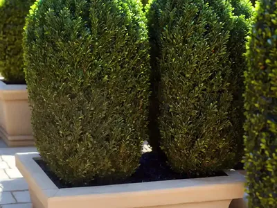 Buxus ‘Green Velvet’ (Boxwood)