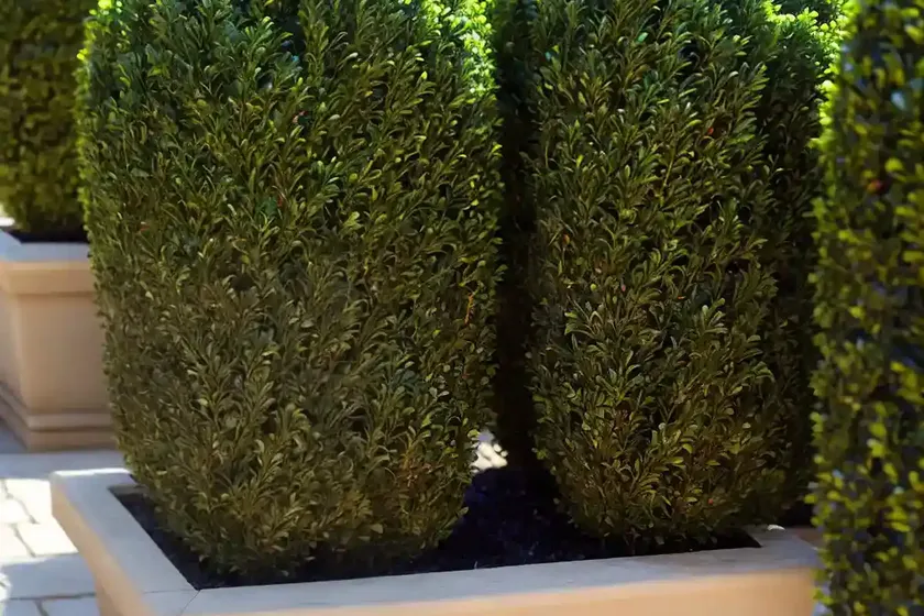 Buxus ‘green velvet’ (boxwood)