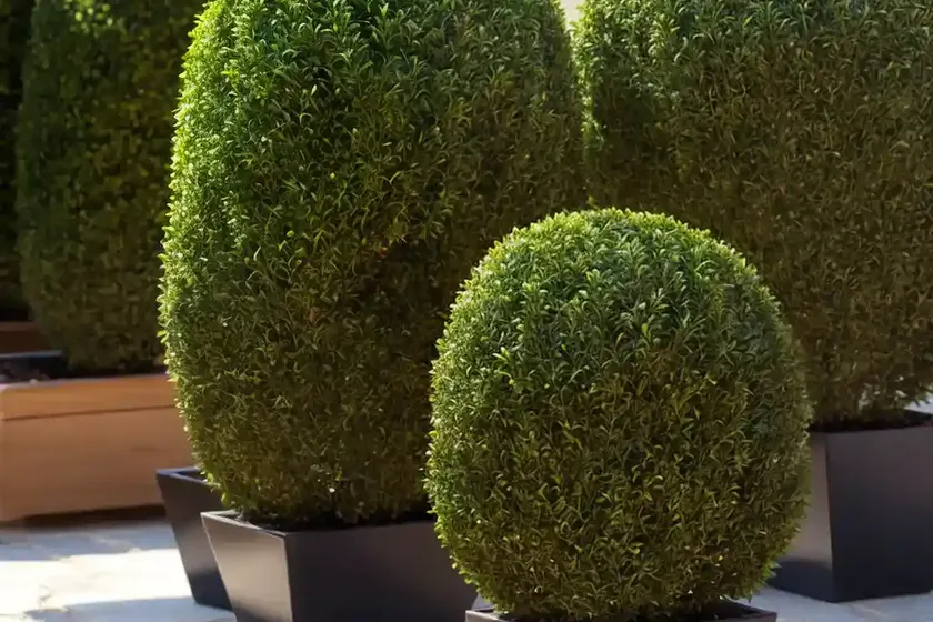 Buxus microphylla ‘faulkner’ (small-leaved boxwood) — photo 2