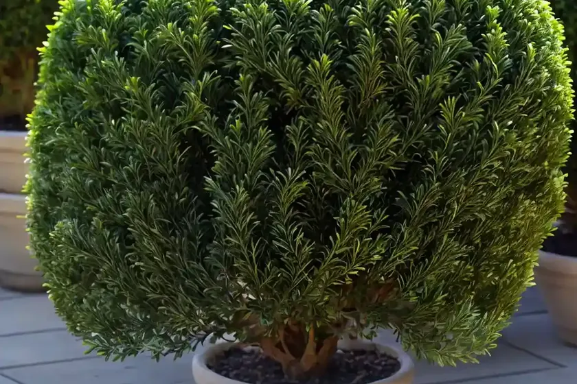 Buxus microphylla ‘faulkner’ (small-leaved boxwood) — photo 3