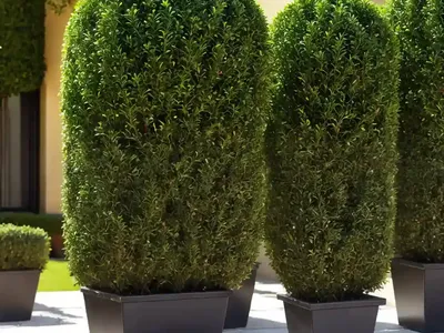 Buxus Microphylla ‘Faulkner’ (Small-Leaved Boxwood)