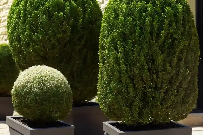 Buxus microphylla var. japonica ‘green beauty’ (japanese boxwood) — photo 2