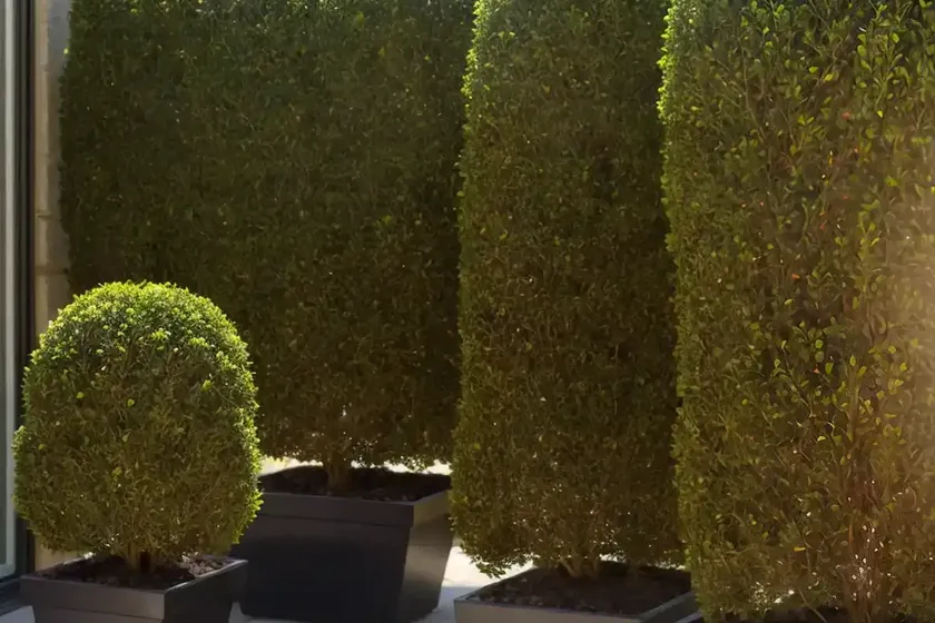 Buxus microphylla var. japonica ‘green beauty’ (japanese boxwood) — photo 3
