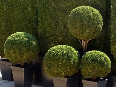 Buxus Microphylla Var. Japonica ‘Green Beauty’ (Japanese Boxwood)