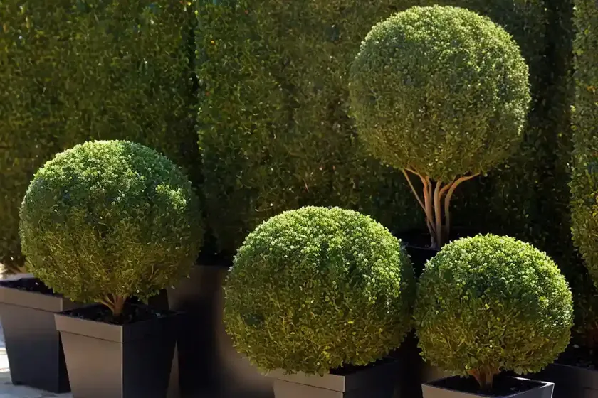 Buxus microphylla var. japonica ‘green beauty’ (japanese boxwood)