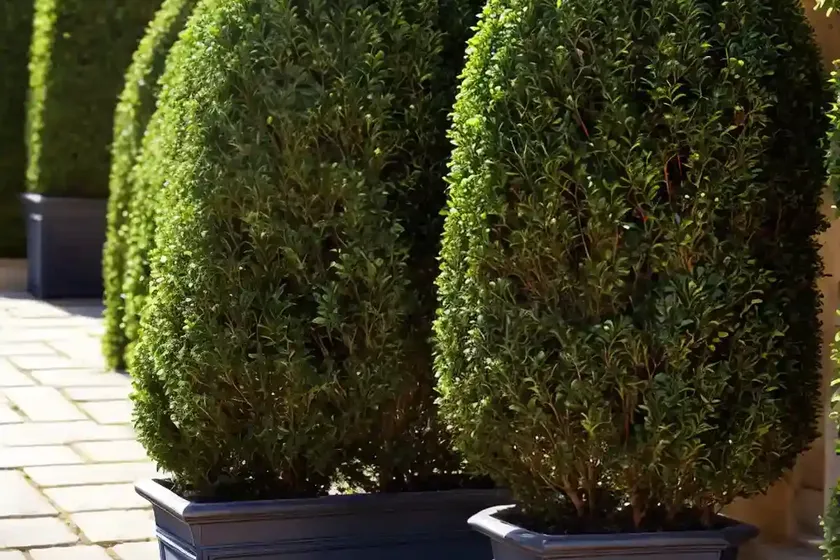 Buxus sempervirens ‘blauer heinz’ (boxwood) — photo 3