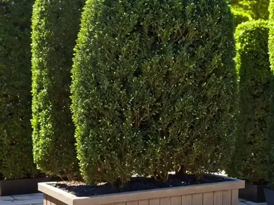 Buxus Sempervirens ‘Blauer Heinz’ (Boxwood)