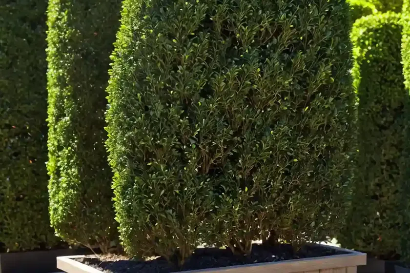 Buxus sempervirens ‘blauer heinz’ (boxwood)
