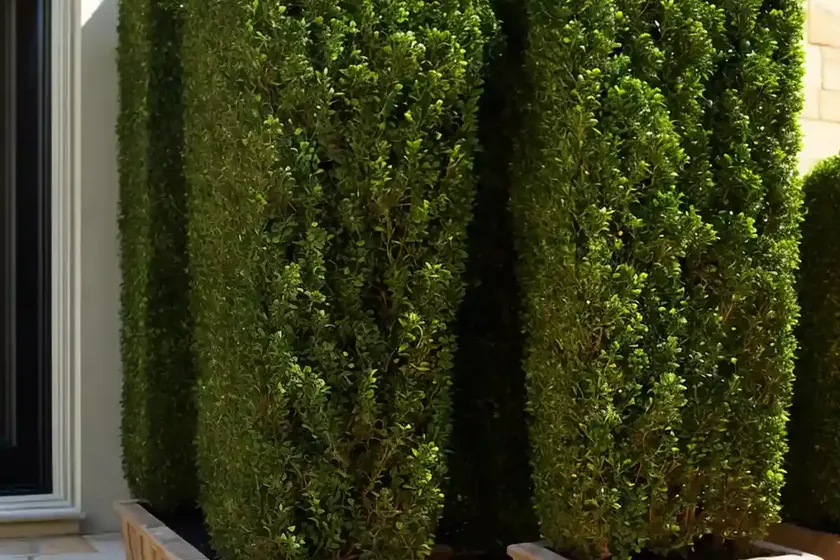Buxus sempervirens ‘dee runk’ (boxwood) — photo 2